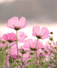 Book an Appointment with Catherine Lee for Foot Care Nursing